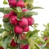Malus Appletini (Gulliver) - Pommier D'ornement -Magasin De Plantes malus appletini gulliver 15594 1