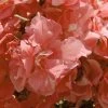 Laurier Rose - Nerium Oleander Rose Saumon Double -Magasin De Plantes nerium oleander rose saumon double 83384 1