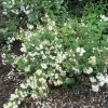 Seringat - Philadelphus Snowbelle 1 Seringat - Philadelphus Snowbelle -Magasin De Plantes philadelphus snowbelle 1001572 1