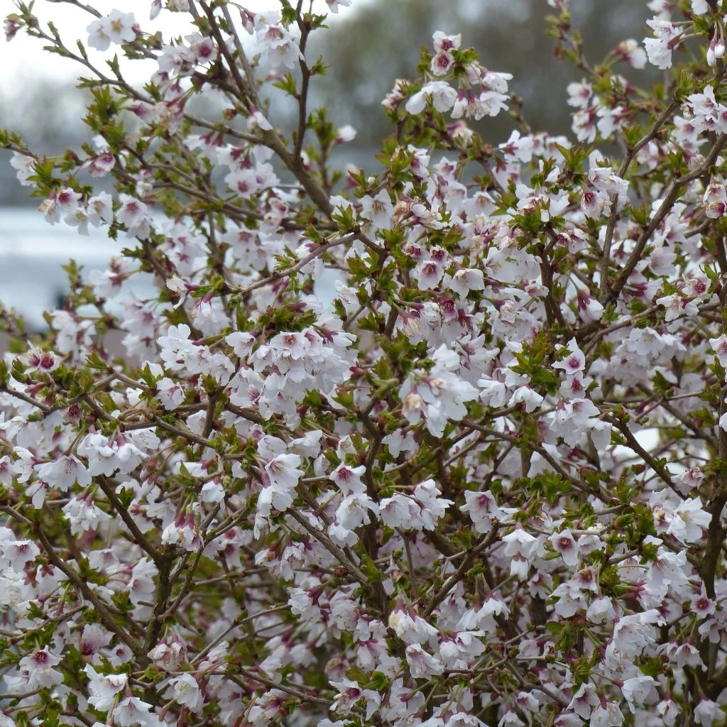 Cerisier à Fleurs Nain Du Japon - Prunus Incisa Kojo No Mai 3 Cerisier à Fleurs Nain Du Japon - Prunus Incisa Kojo No Mai