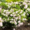 Rhododendron Bloombux -Magasin De Plantes rhododendron bloombux 83146 3