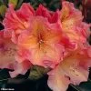 Rhododendron Olga - Grand Rhododendron -Magasin De Plantes rhododendron olga 781745 1