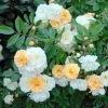 Rosier Ancien Ghislaine De Féligonde -Magasin De Plantes rosier ancien ghislaine de feligonde 659982 1