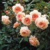 Rosier David Austin A Shropshire Lad -Magasin De Plantes rosier david austin a shropshire lad 665312 1