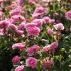 Rosier David Austin Gertrude Jekyll -Magasin De Plantes rosier david austin gertrude jekyll 665072