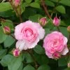 Rosier Grimpant Mini Eden Rose -Magasin De Plantes rosier grimpant mini eden rose 657872 1