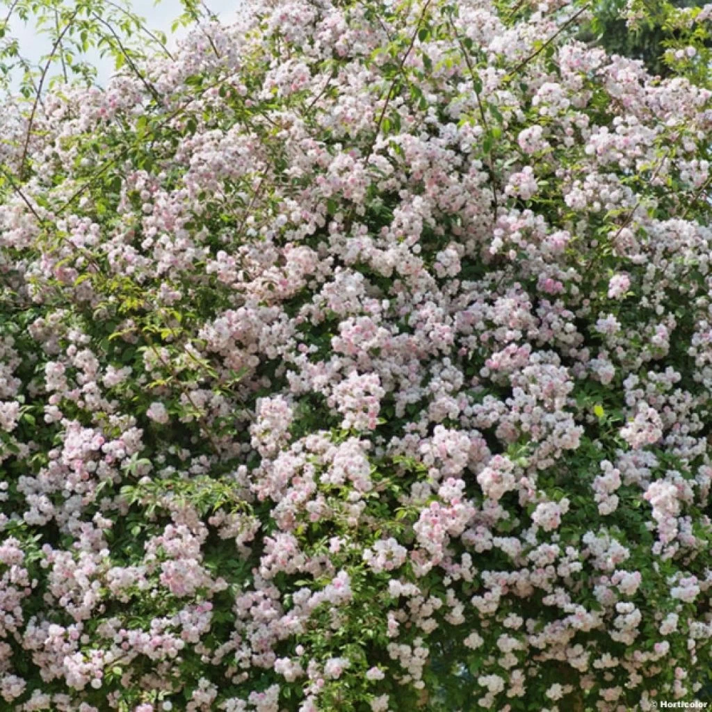 Rosier Liane Paul's Himalayan Musk 3 Rosier Liane Paul's Himalayan Musk