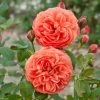 Rosier David Austin Summer Song 2 Rosier David Austin Summer Song -Magasin De Plantes rosier summer song 66517 1