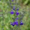 Sauge Arbustive Victoria Blue