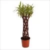 Saule à Bois Brun Tressé - Forme Colonne -Magasin De Plantes saule a bois brun tresse forme colonne 86474 1