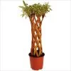 Saule à Bois Jaune Tressé - Forme Colonne -Magasin De Plantes saule a bois jaune tresse forme colonne 86472 1