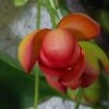 Schisandra Rubriflora -Magasin De Plantes schisandra rubriflora 771573 1