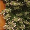 Schizophragma Hydrangeoides Rose Sensation (Roseum) -Magasin De Plantes schizophragma hydrangeoides rose sensation 67801 1 1