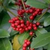 Skimmia Japonica Veitchii -Magasin De Plantes skimmia japonica veitchii ld tonyrodd 7845 1