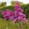 Lilas Commun - Syringa Vulgaris Znamya Lenina -Magasin De Plantes syringa vulgaris znamya lenina 100875 1