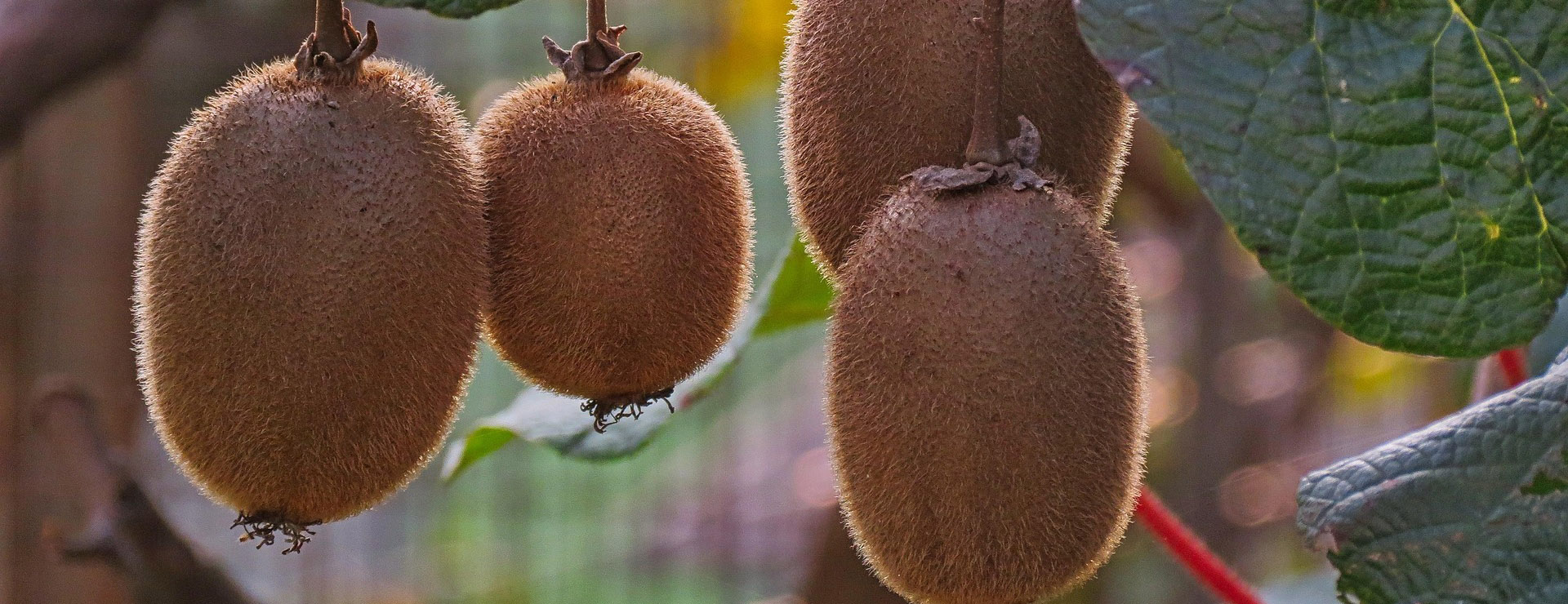 Magasin De Plantes -Magasin De Plantes vitamin 5164182 1920