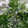 Ziziphus Jujuba Li - Jujubier à Gros Fruits -Magasin De Plantes ziziphus jujuba li 15100 1